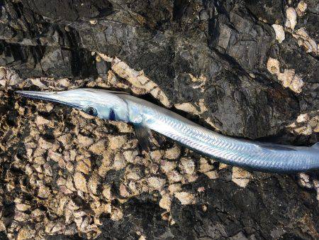 小さめアオリイカとにっくきダツ